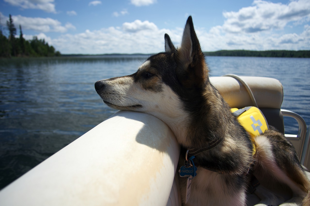 https://aaecp.com/wp-content/uploads/2022/06/dog-boat-lake-4786359.jpg